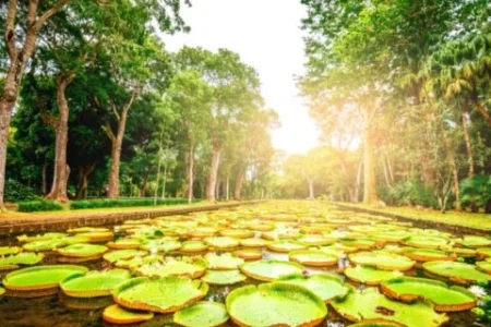 Mauritius Tour Package